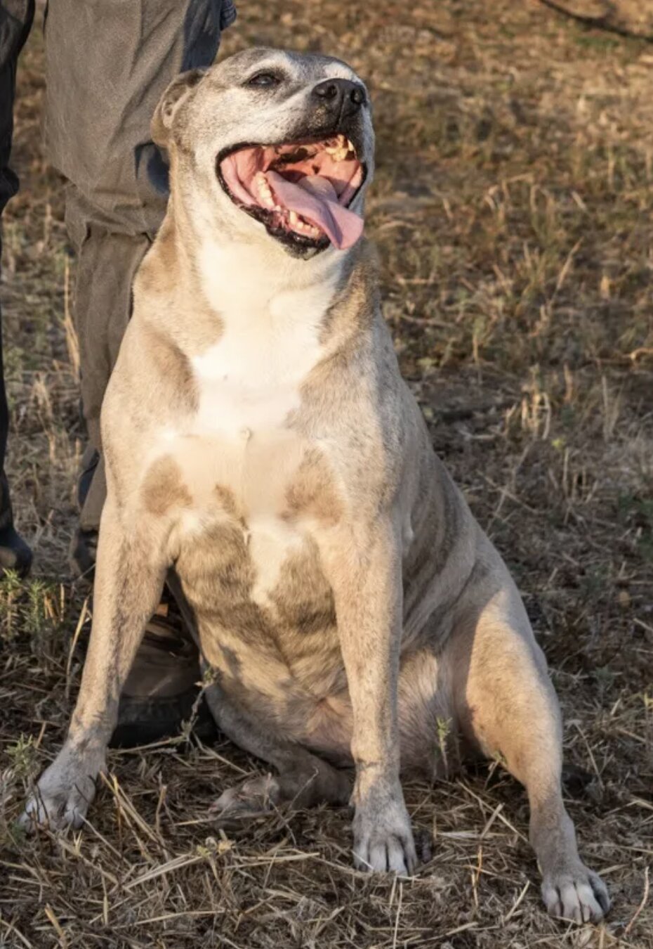 Nala